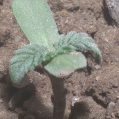 Mike 1 growlog timeline photo