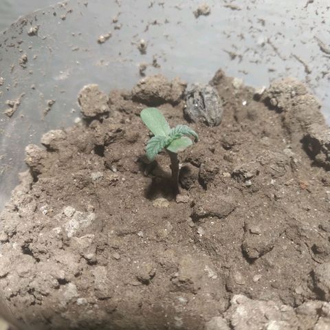 Mike 1 growlog timeline photo