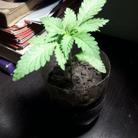 Mike 1 growlog timeline photo