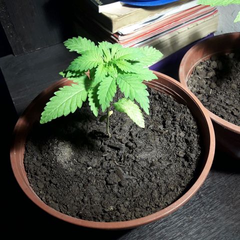 Mike 1 growlog photo: Día de transplante 
