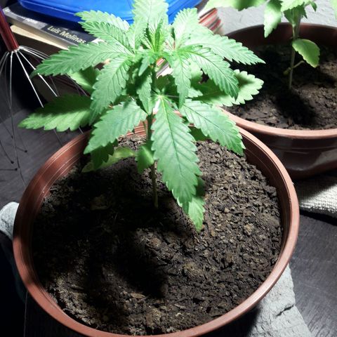 Mike 1 growlog timeline photo
