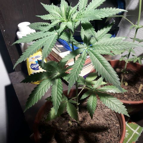 Mike 1 growlog timeline photo
