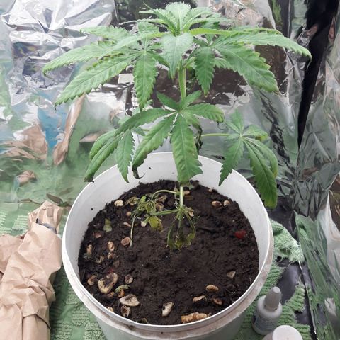 Mike 1 growlog photo: Se agregó en el riego, vegetativo y alimento 