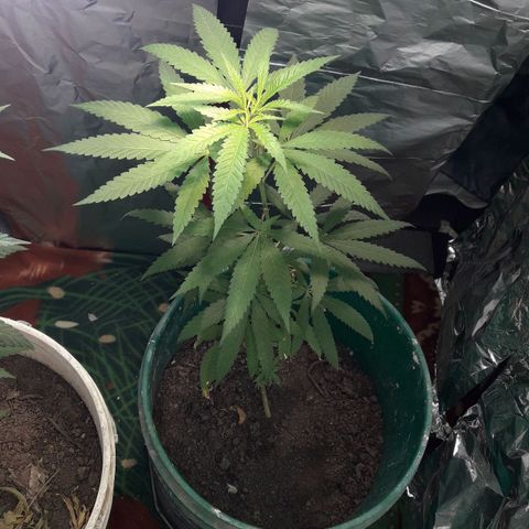 Mike 1 growlog timeline photo