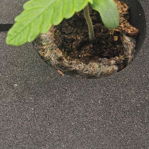 Cream Cookies growlog timeline photo