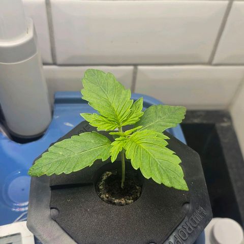 Cream Cookies growlog timeline photo