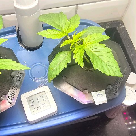 Cream Cookies growlog timeline photo