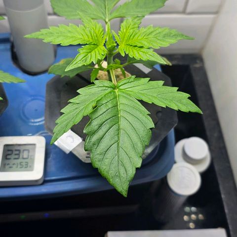 Cream Cookies growlog timeline photo