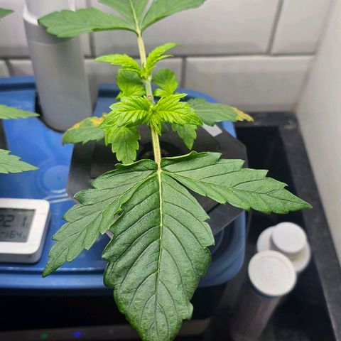Cream Cookies growlog timeline photo