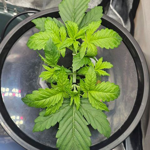 Cream Cookies growlog timeline photo