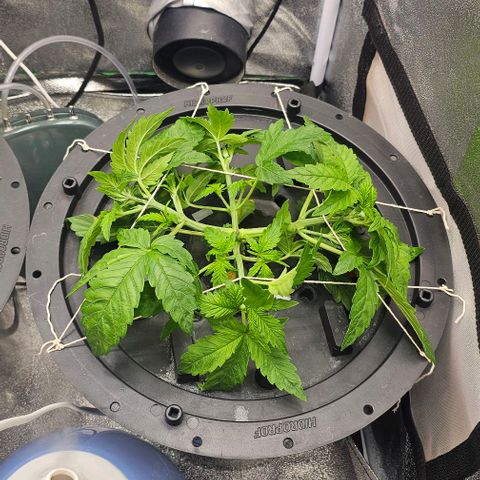 Cream Cookies growlog timeline photo