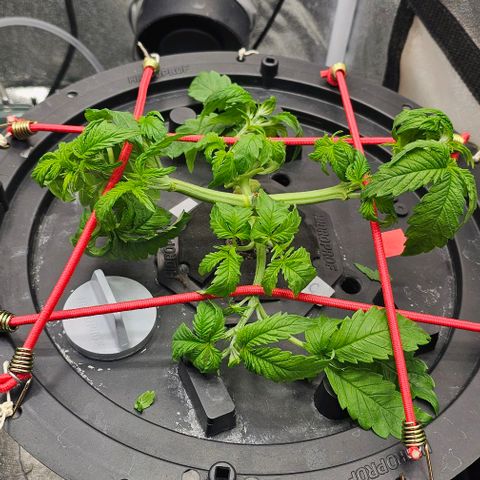 Cream Cookies growlog timeline photo