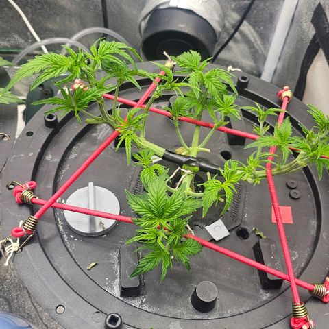 Cream Cookies growlog timeline photo