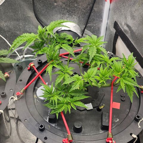 Cream Cookies growlog timeline photo