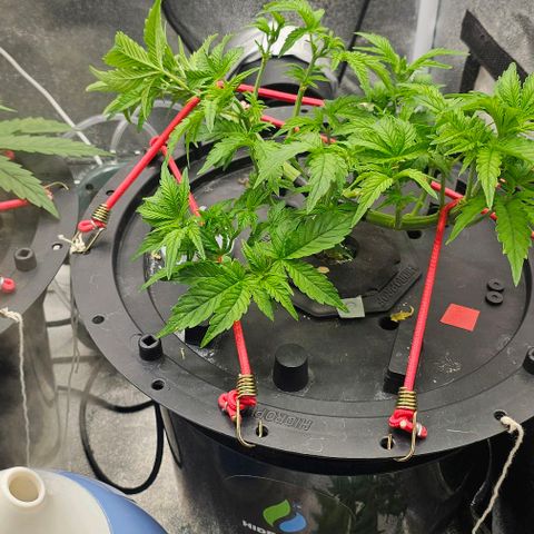 Cream Cookies growlog timeline photo