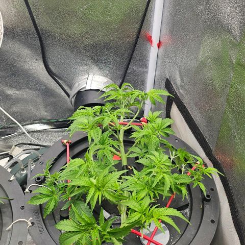 Cream Cookies growlog timeline photo