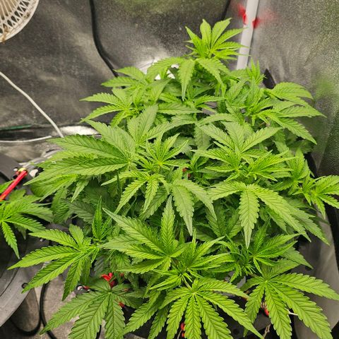 Cream Cookies growlog timeline photo
