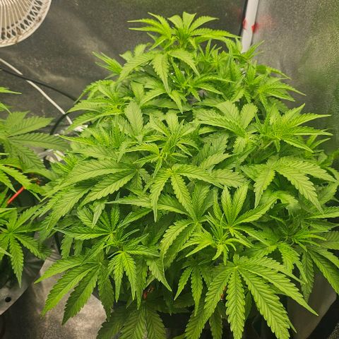 Cream Cookies growlog timeline photo