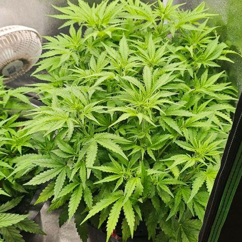 Cream Cookies growlog timeline photo
