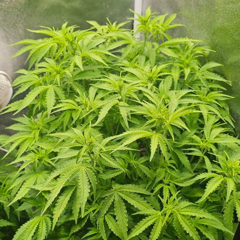 Cream Cookies growlog timeline photo