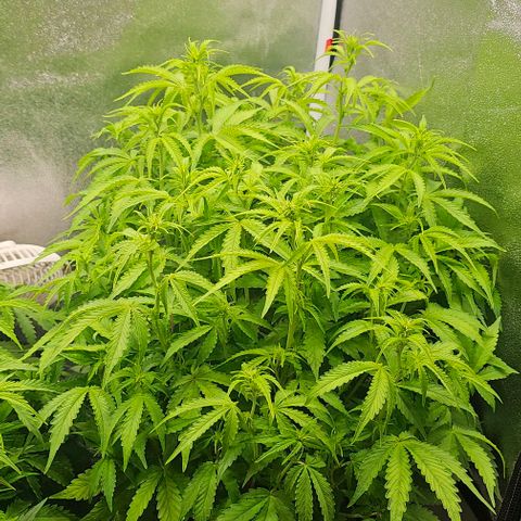 Cream Cookies growlog timeline photo