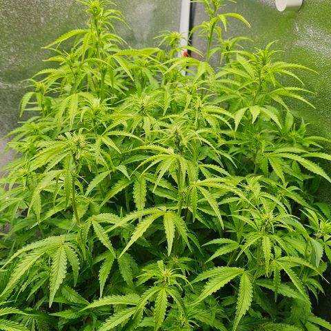 Cream Cookies growlog timeline photo