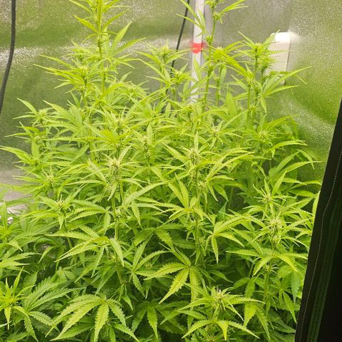 Cream Cookies growlog timeline photo