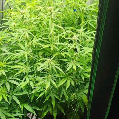 Cream Cookies growlog timeline photo