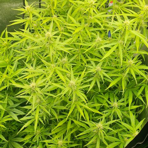 Cream Cookies growlog timeline photo