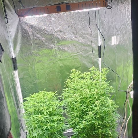 Cream Cookies growlog timeline photo