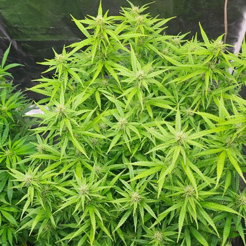 Cream Cookies growlog timeline photo