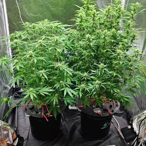 Cream Cookies growlog timeline photo
