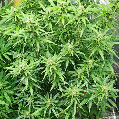 Cream Cookies growlog timeline photo