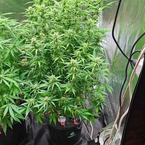 Cream Cookies growlog timeline photo
