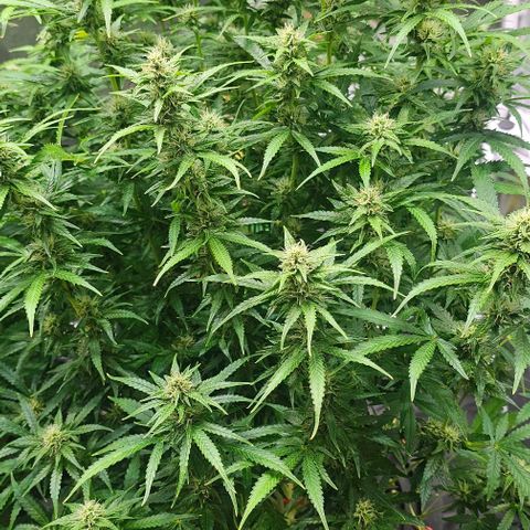 Cream Cookies growlog timeline photo