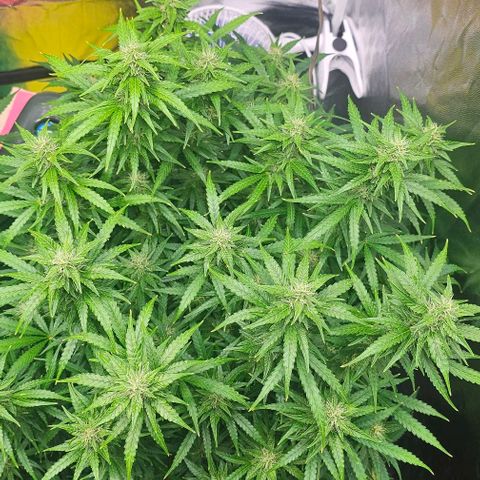 Cream Cookies growlog timeline photo