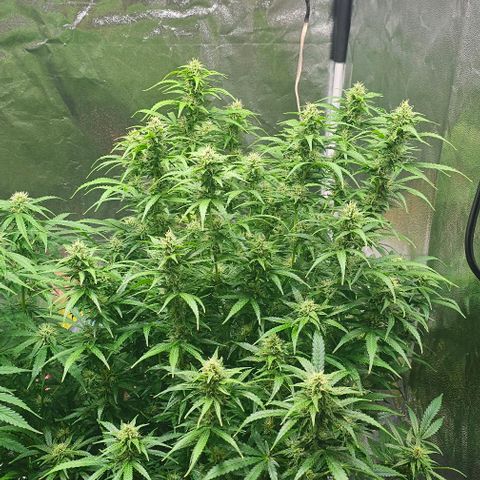 Cream Cookies growlog timeline photo