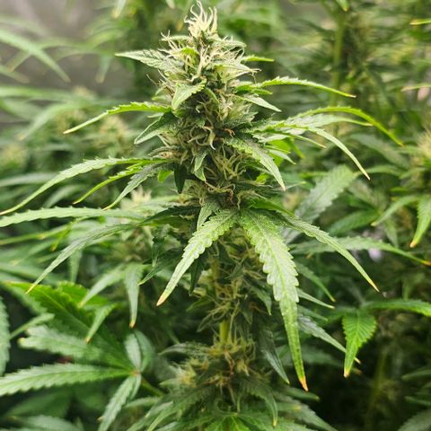 Cream Cookies growlog timeline photo