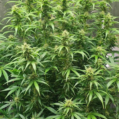 Cream Cookies growlog timeline photo