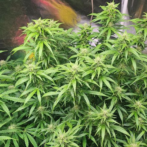 Cream Cookies growlog timeline photo