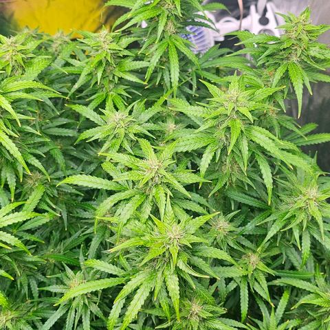 Cream Cookies growlog timeline photo