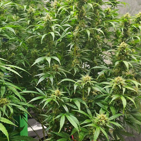 Cream Cookies growlog timeline photo