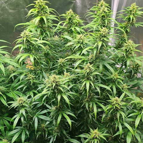 Cream Cookies growlog timeline photo