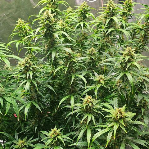 Cream Cookies growlog timeline photo
