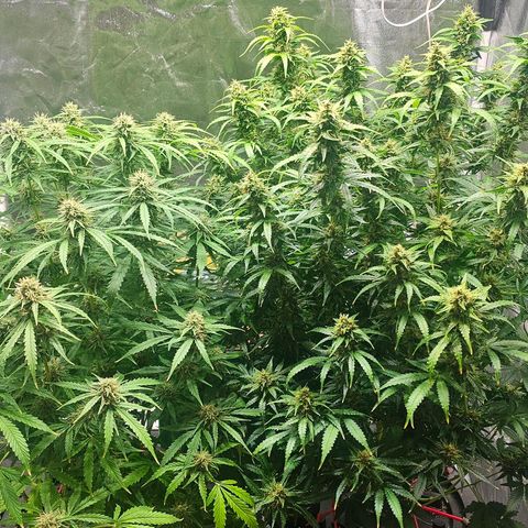 Cream Cookies growlog timeline photo