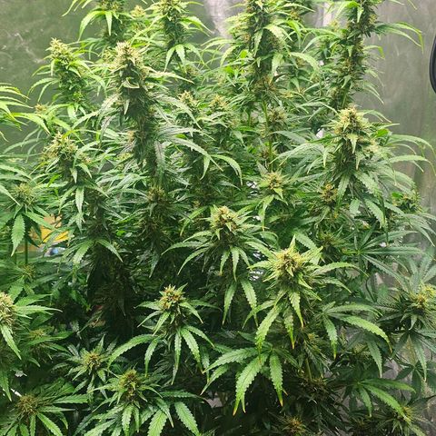 Cream Cookies growlog timeline photo