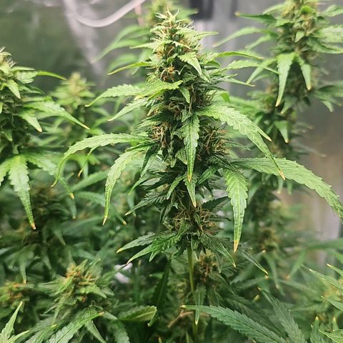 Cream Cookies growlog timeline photo