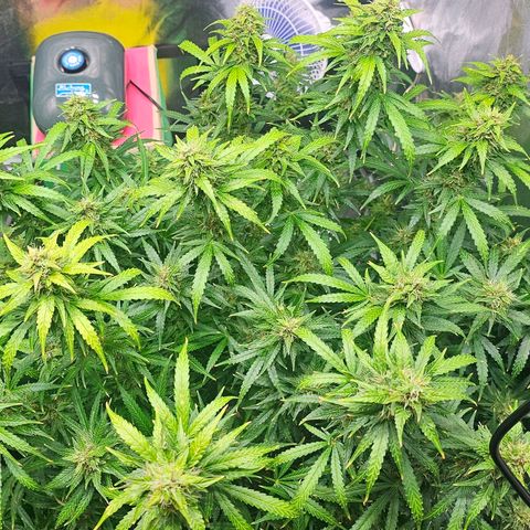 Cream Cookies growlog timeline photo