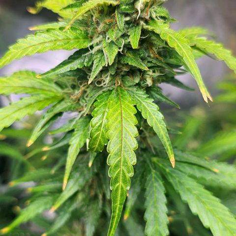 Cream Cookies growlog timeline photo