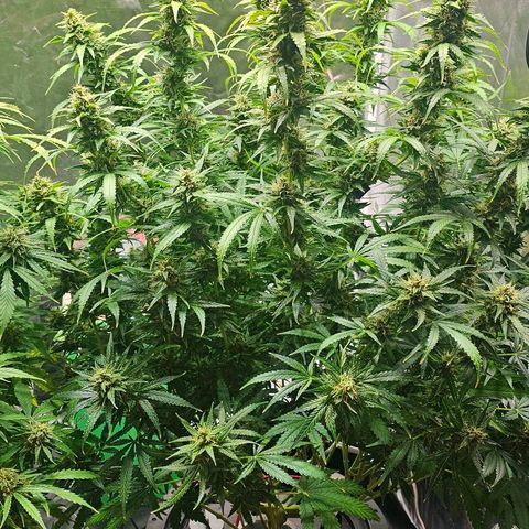 Cream Cookies growlog timeline photo